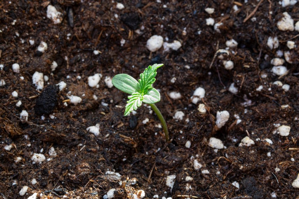 Cannabis seedling in rich soil.