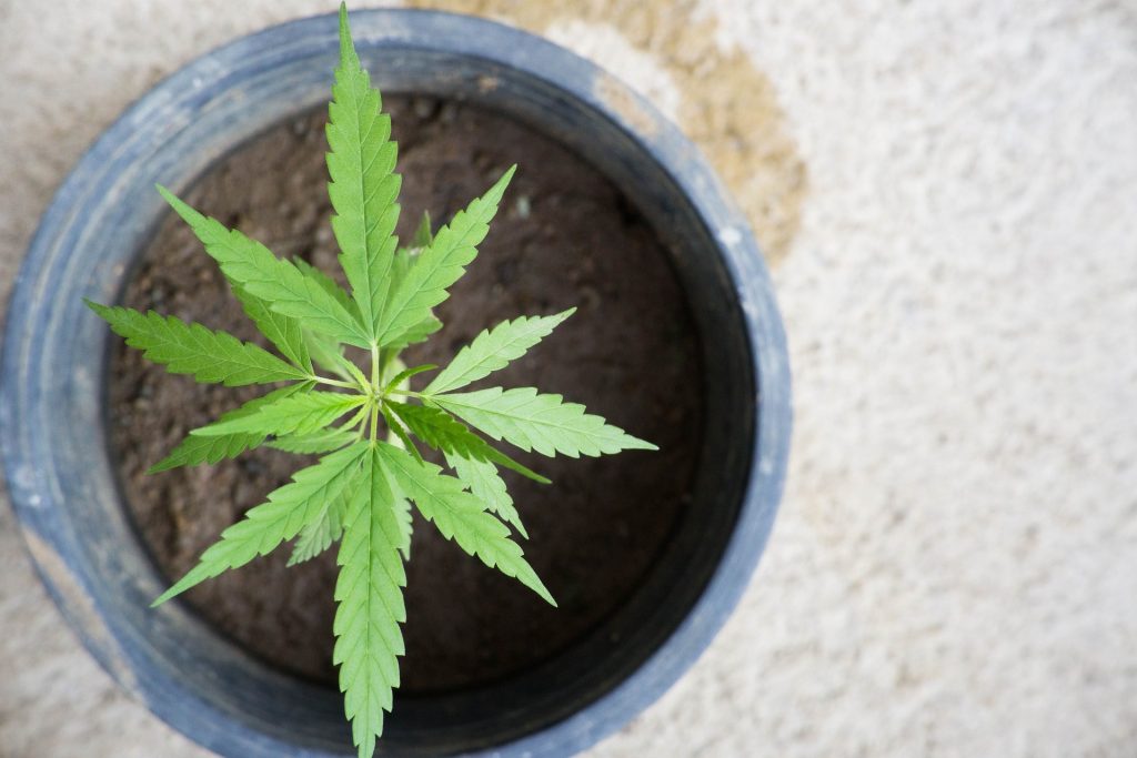 Marijuana seedling